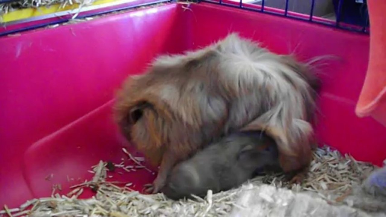 les petits de Caramel, bébés cobaye, 1er jour
