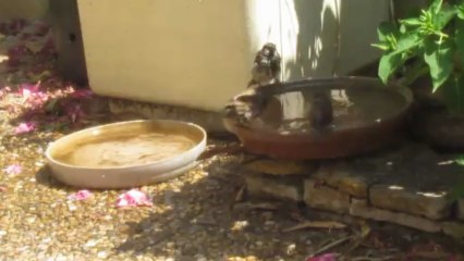 salle de bain  oiseaux 003