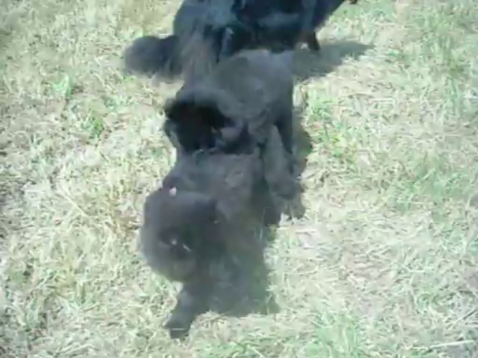 14 juillet 2013 : Igor (harnais) et Iron, 12 semaines