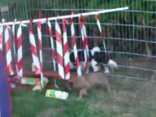 Bébés de Gessy et Espoir à 5 semaines (2ème sortie au grand air)