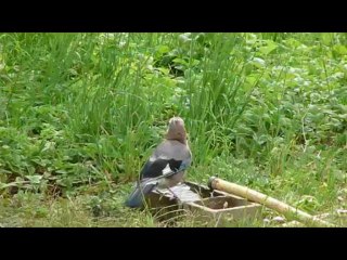 Sans Titre   GEAI  au bar