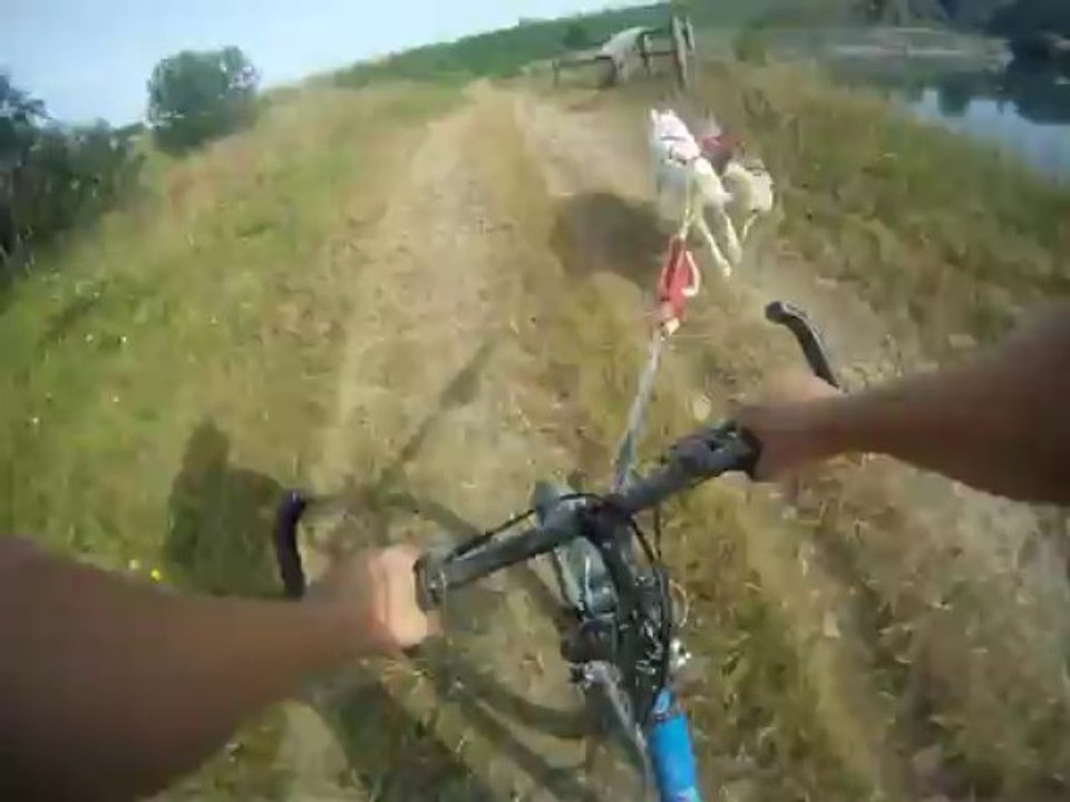 cani vtt- footbike