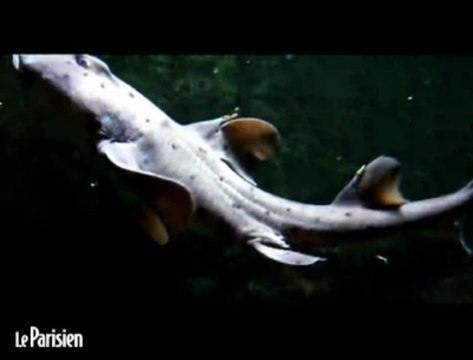 «Un requin est capable d'attaquer dans un mètre d'eau», rappelle un expert