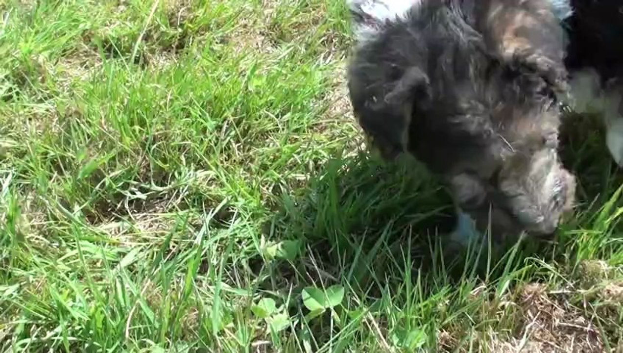 Vidéo Napoleon du Clos du Bonheur