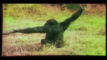 anche gli scimpanzè possono pensare ad alta voce