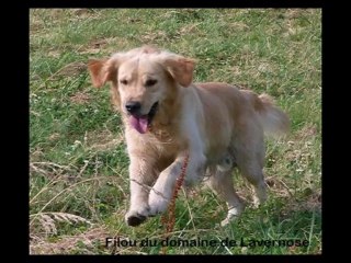 Filou du domaine de Lavernose