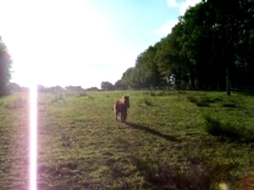Plume plus rapide que l'éclair