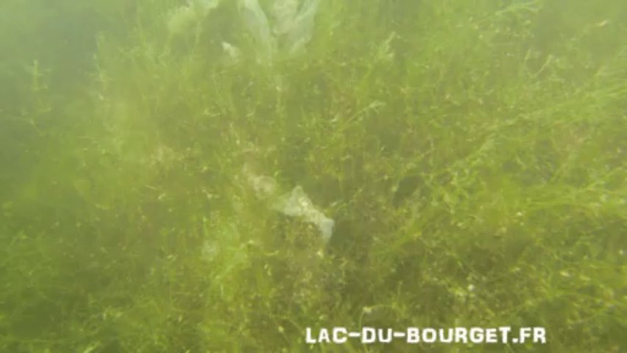 Fraie des perches plongee lac du bourget