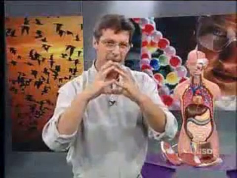 BIOLOGIA AULA 17 SISTEMA RESPIRATÓRIO HUMANO ANATOMIA E FISIOLOGIA Parte 3 - YouTube