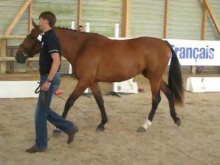Venganza - Championnat de France ANSF des femelles de 2 ans - Saint-Lô 2011
