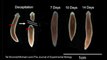 Decapitated Worms Regenerate Heads, Memories and All