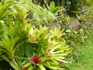 HILO HAWAII 2013 122