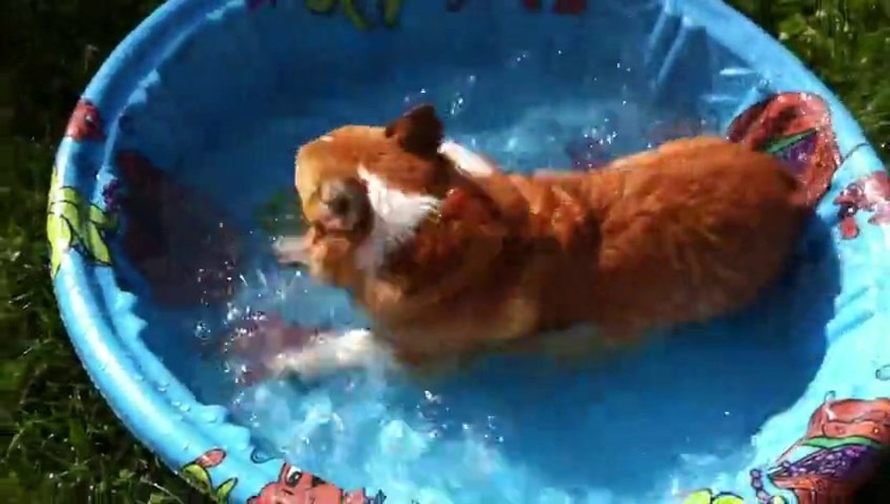 Un petit chien prend son premier bain... Trop d...