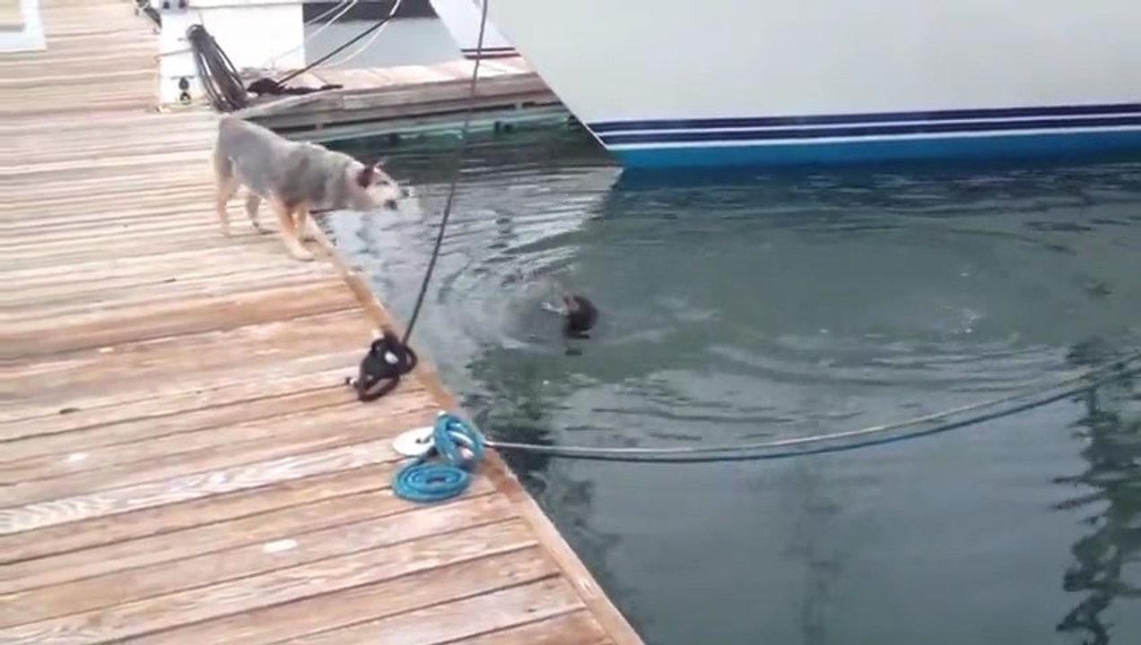 Sea Otter vs Australian Cattle Dog - hide and s...