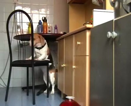 Smartest dog ever - Food Thief
