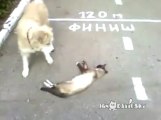 Dog VS dead Cat.. Really dead??? ahaha