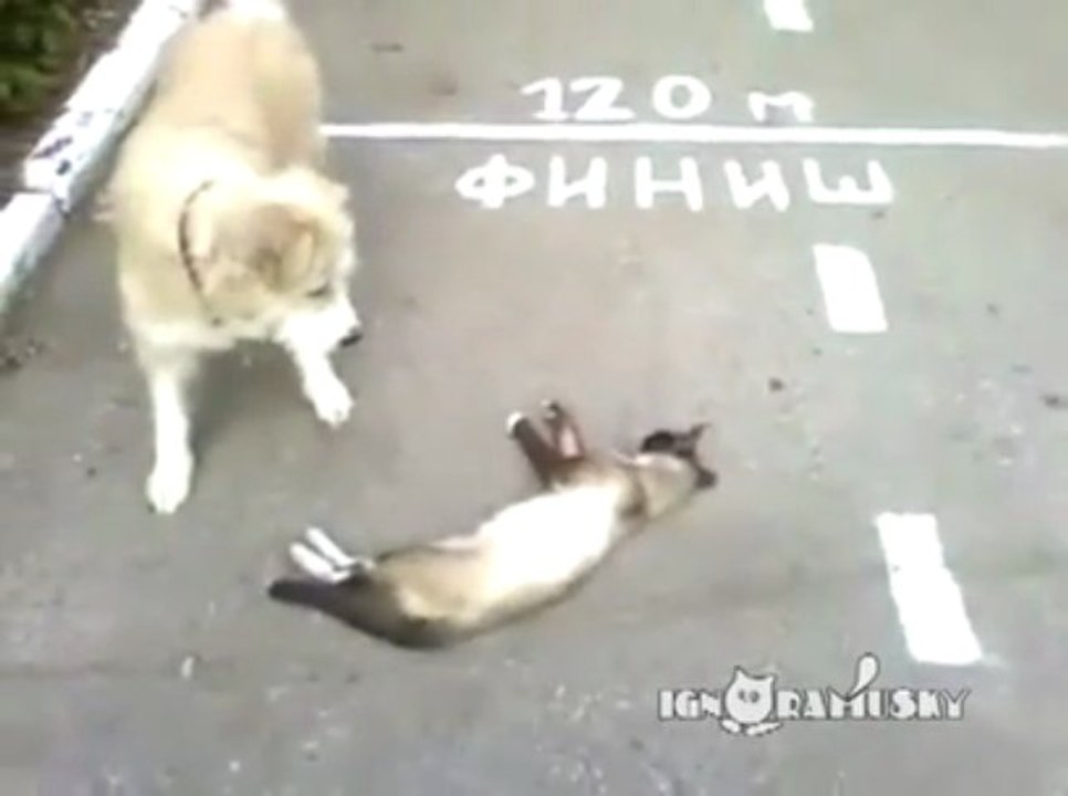 Dog VS dead Cat.. Really dead??? ahaha