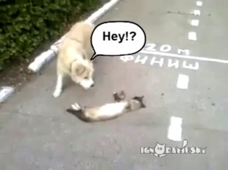 Chien VS chat mort - Mais est-il vraiment mort???