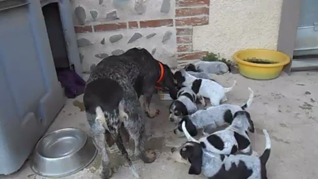 diva du bois de doly