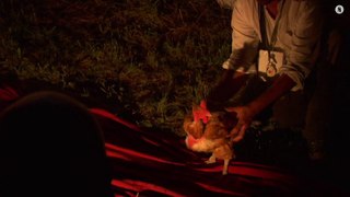 FESTIVAL DES DENTS DE LA POULE 2013 - LE REPORTAGE