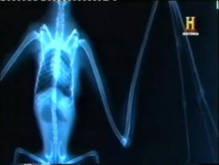 Tiktaalik: Evolucion de los brazos