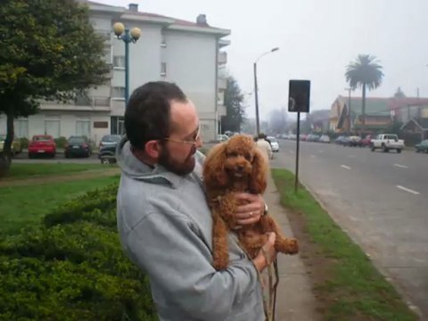 perritos poodle( perros bonitos)