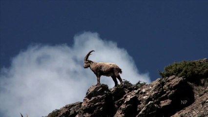 Des bouquetins géolocalisés