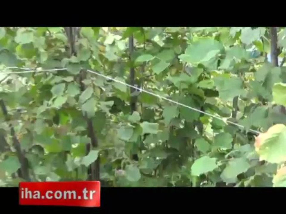 Ordulu çiftçiden yaban domuzlarına karşı ilginç çözüm - VİDEO İZLE