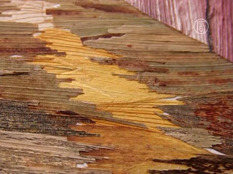 Картины из растений показали в Киеве