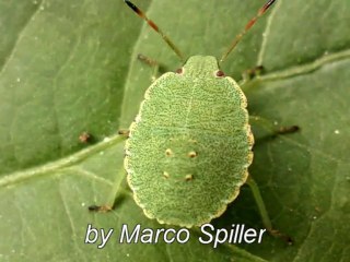 Palomena prasina - 4th instar nymph
