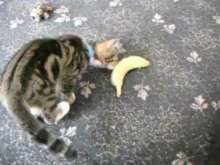 Ares-Apollo vs banana (Part 2)