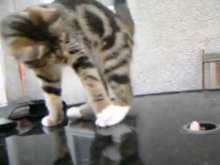 Ares-Apollo vs fingers (Last Part)