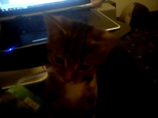 Ares-Apollo having a drink from my apple juice