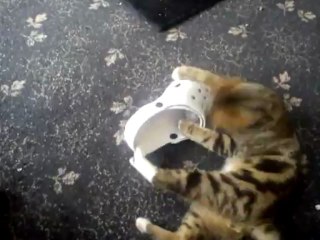 Ares-Apollo and his new toy.... A scruched up peace of paper (Part 3)