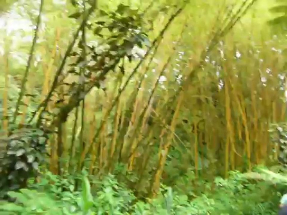 HILO HAWAII 2013 070