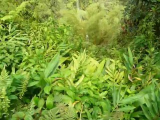 HILO HAWAII 2013 072