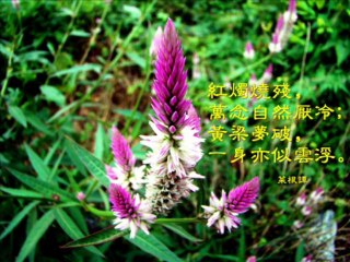 2011-10-20 - Flowers of Betong B