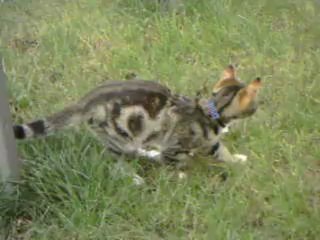 Ares-Apollo chasing the moths (Part 2)