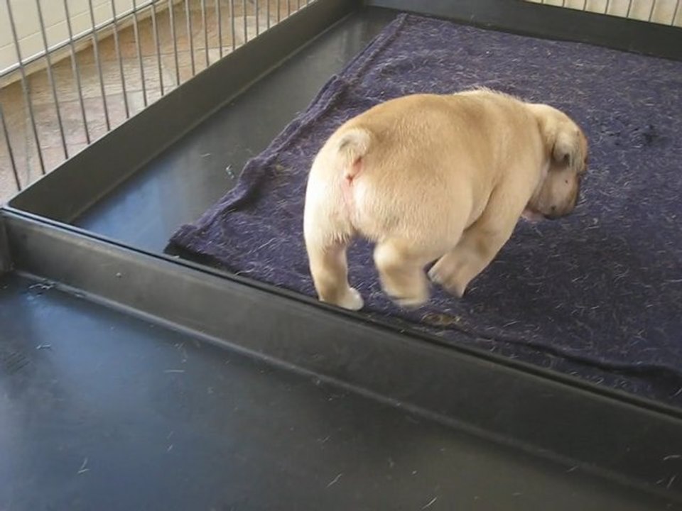 les Chiots de la Vallée de TAKAMAKA a 4 Semaines