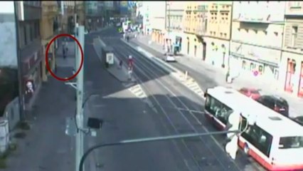 Boar runs wild in streets of Prague