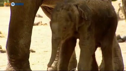 Olifantje geboren in Dierenpark Emmen - RTV Noord