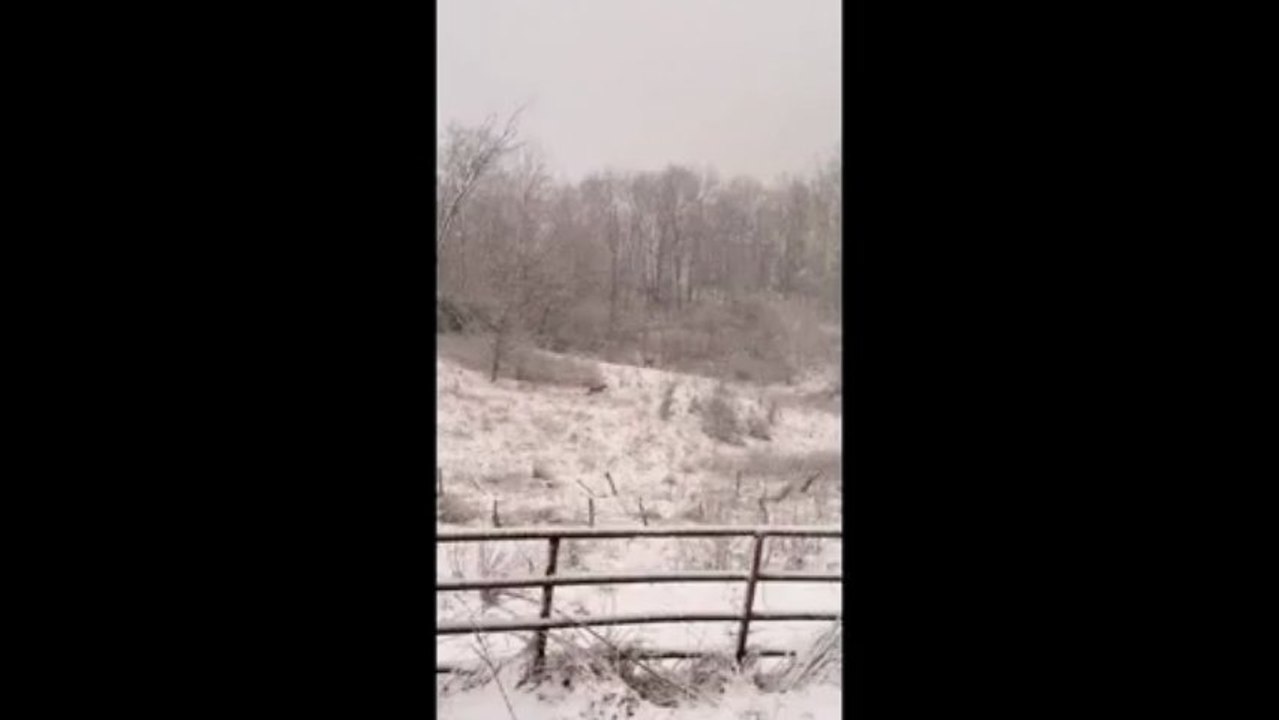 Dancing deer in southern Ohio with Heath Detweiler