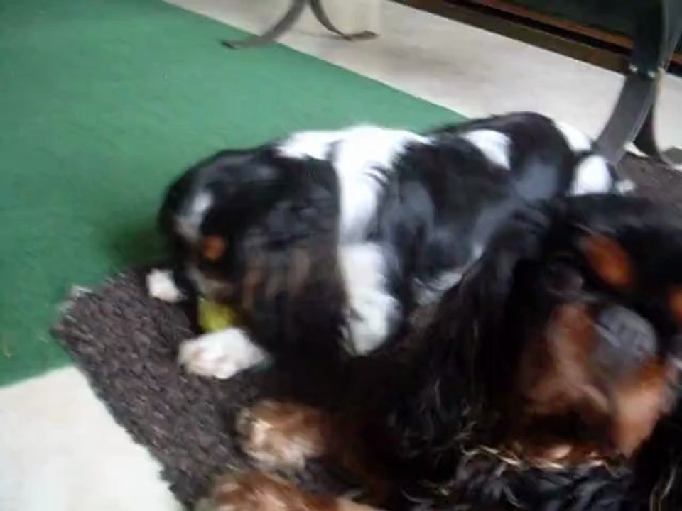 HYMA SUMAC DE LA VERTE ALBION