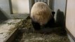 Giant panda gives birth to twins at Atlanta zoo