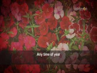 Enstrümantal - Hotel California (Karaoke Version)