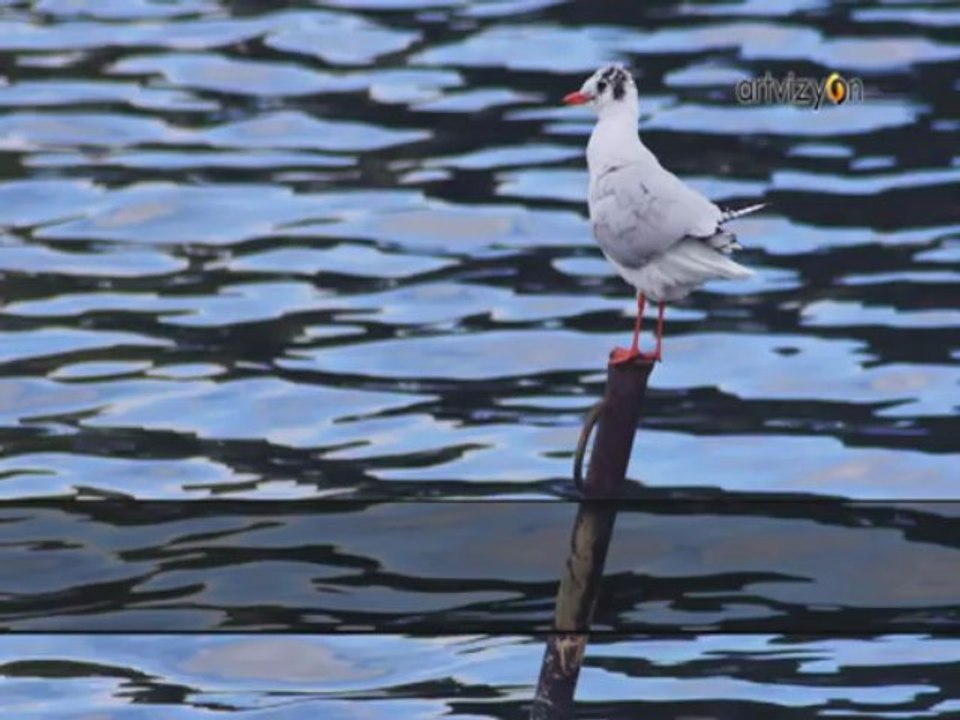 Murat Süngü - Bu Fasulya 7.5 Lira