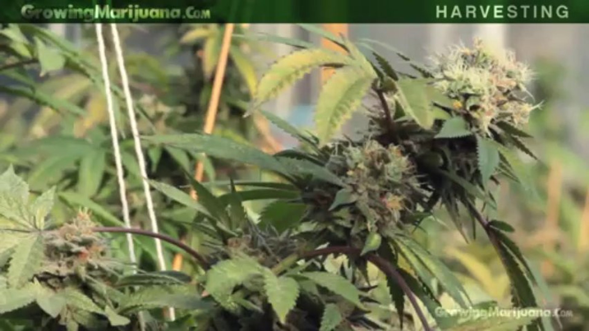 ⁣When To Harvest Weed Marijuana Growing - Cheap Marijuana Seeds