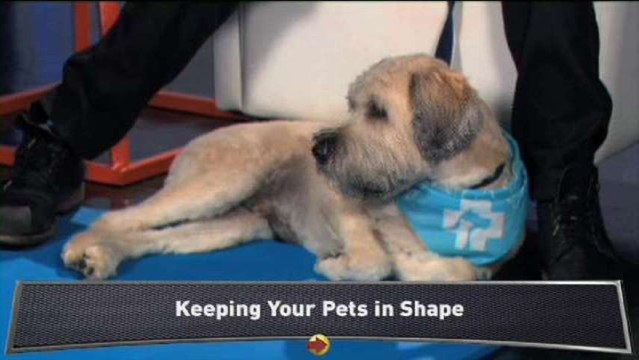 Quince: Keep Your Pets Healthy
