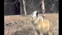 Wolves Sing Along With Air Raid Siren