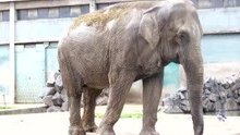 Un éléphant qui se balançait